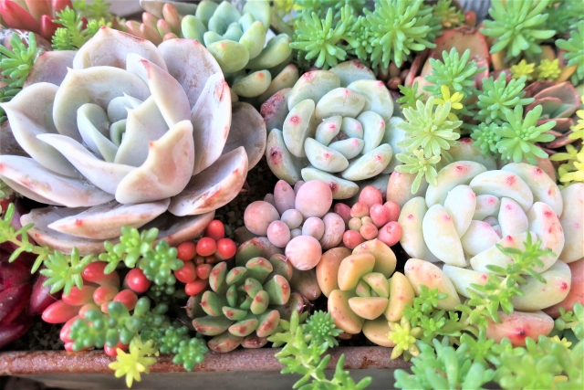 ぐりんぐりん農園